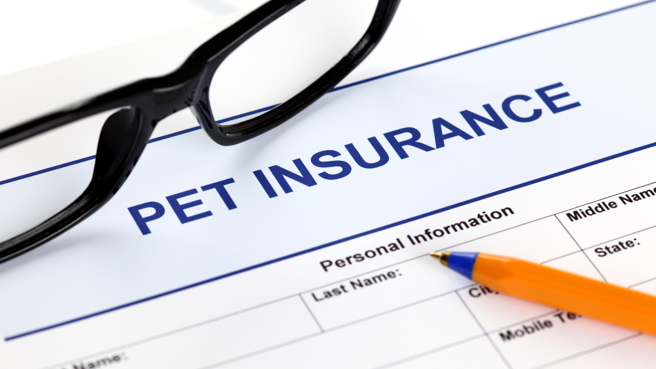 Therapy Dog Insurance: Complete Guide